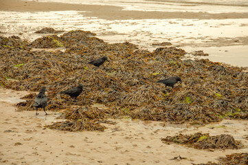 Seaweed on the beach