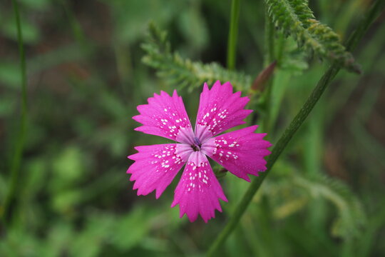 The blossom of carthusian pink (Dianthus carthusianorum)