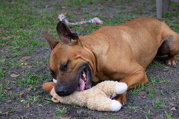 Brown pitbull mix with a black face plays with a toy at an animal shelter