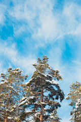 Tall fluffy coniferous pines under the snow against the blue sky on a sunny day - frost and sun a wonderful day