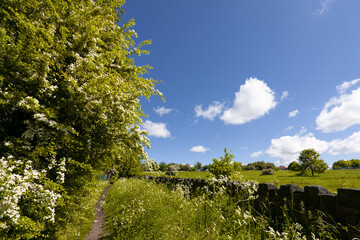 Rural path and green field