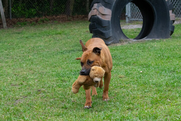 Brown pitbull mix with a black face plays with a toy at an animal shelter