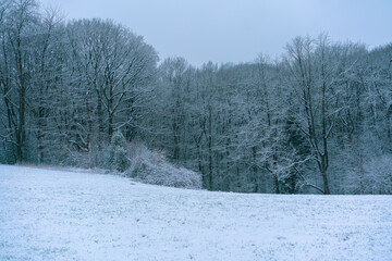 snow-covered trees, winter landscape