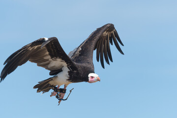 Close up of an African hooded vulture (necrosyrtes monachus) flying in a falconry demonstration