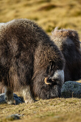 musk ox in norway in dovrefjell relaxing in autumn