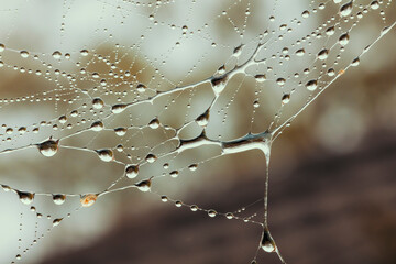 A large spider web with water drops