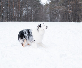  australian shepherd merle with blue eyes in winter prepare for playing. Dog.