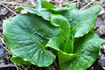 Arum (Arum besserianum) grows in the forest in spring.