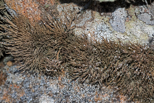 Roccella tinctoria, lichene, tornasole