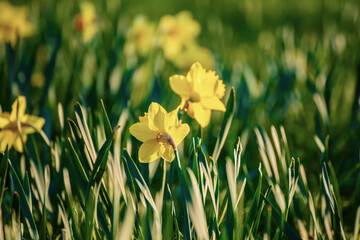 Fototapeta premium Beautiful yellow daffodils