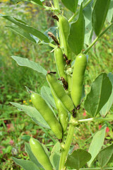 On the stem of the bean  (Vicia faba) ripen pods