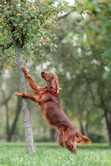 Red irish setter dog trying to get to apples on tree while outdoors activity games at nature