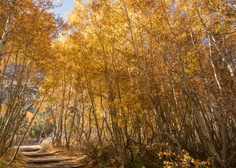 Aspen Trees in the Fall