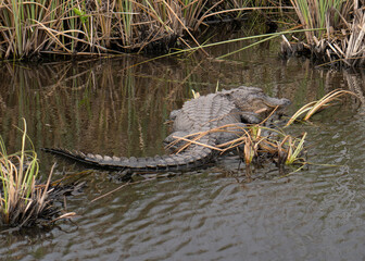 Swamp Alligator