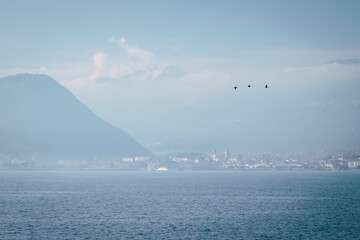 three birds fly along the lake against the background of the city of Intra