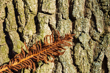 Dry brown fern leaf on blurred background of wooden trunk. Selective focus.