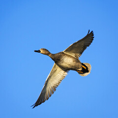 The adult male Gadwall flying against the blue sky