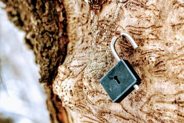 the lock is hanging on a tree trunk