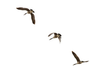 Geese on a cold day 