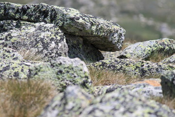 Lichen