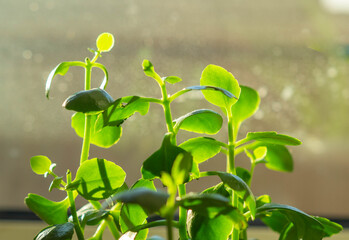 Kalanchoe flower leaves shine through in the light