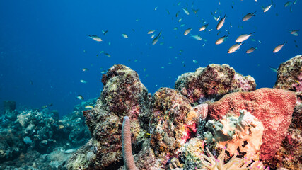 Seascape in turquoise water of coral reef in Caribbean Sea, Curacao with fish, coral and sponge