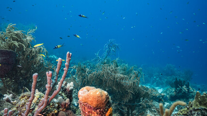 Seascape in turquoise water of coral reef in Caribbean Sea, Curacao with fish, coral and sponge