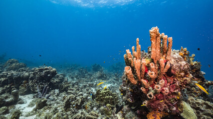 Fototapeta na wymiar Seascape in turquoise water of coral reef in Caribbean Sea, Curacao with fish, coral and sponge