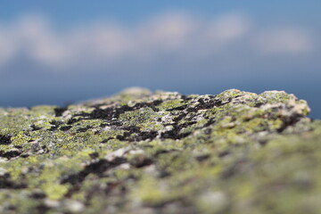 Lichen
