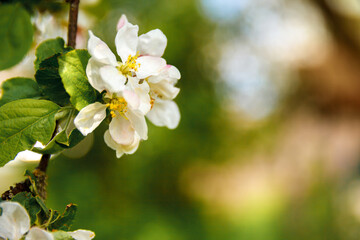 Beautiful white apple blossom flowers in spring time. Background with flowering apple tree. Inspirational natural floral spring blooming garden or park. Flower art design. Selective focus.