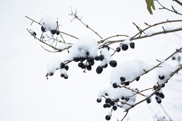 Black berries on branches with snow and freez