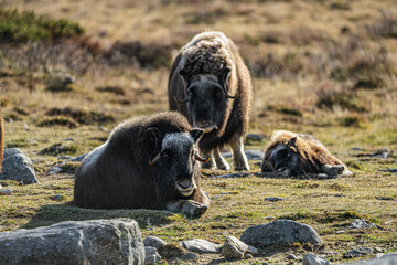 musk ox in norway in dovrefjell relaxing in autumn