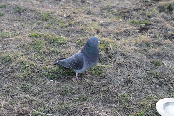 pigeon on the grass