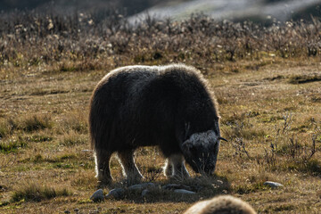 musk ox in norway in dovrefjell relaxing in autumn