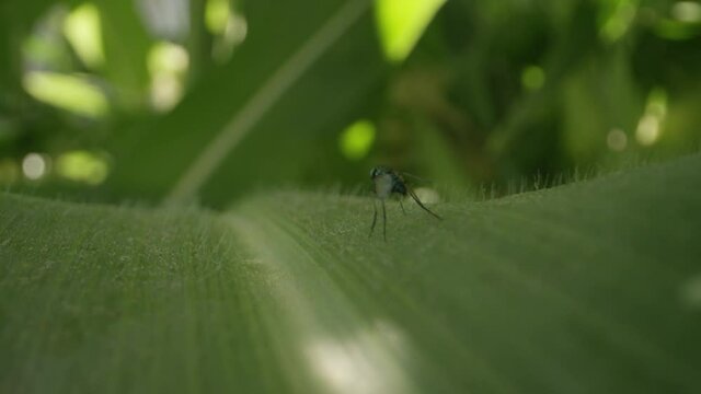 Macro world fly on leaf of corn plant in garden