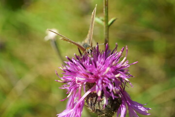 Detailed macro of female polyommatus coridon (chalkhill blue butterfly) on pink thistle flower