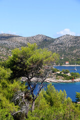 Pine and wild olive trees in the picturesque bay on island Lastovo, Croatia.