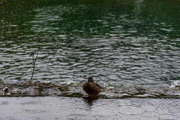 duck on the water