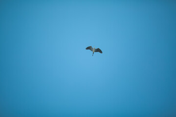 Fototapeta na wymiar The heron flies against the blue sky.