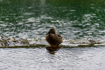 duck on the water