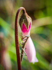 Praying mantis sitting on pink cyclamen flower in spring forest
