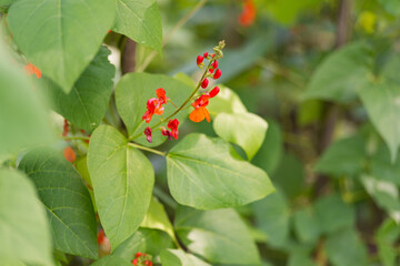 Red and white flowers of kidney bean (Phaseolus coccineus) blooming on green plants in homemade garden. Close-up. Organic farming, healthy food, BIO viands, back to nature concept.