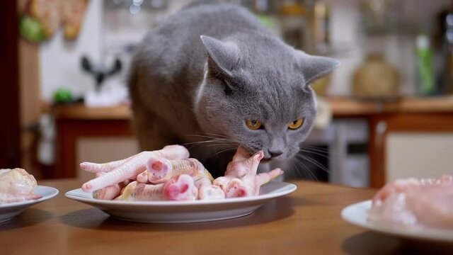 Hungry British Cat on Table Gnaws, Bites Chicken Paws. Pet Steals Food. 180fps