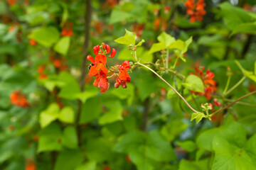 Red and white flowers of kidney bean (Phaseolus coccineus) blooming on green plants in homemade...