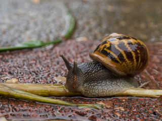 Snail on the asphalt on a rainy winter day. Israel