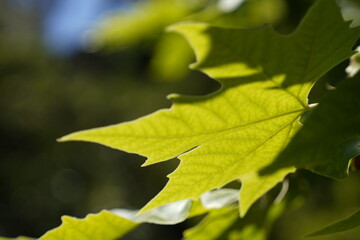 leaves on a tree with sunlight 