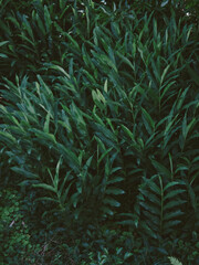 Fototapeta na wymiar arbusto color verde en la naturaleza