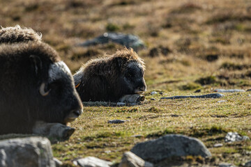 Fototapeta premium musk ox in norway in dovrefjell relaxing in autumn