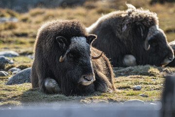 musk ox in norway in dovrefjell relaxing in autumn