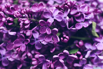 Beautiful spring lilac texture background